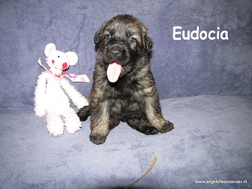 Eudocia, grauwe ODH teef, 4 weken jong